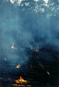 Η καταστροφή των δασών