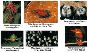 Η καταστροφή της βιοποικιλότητας