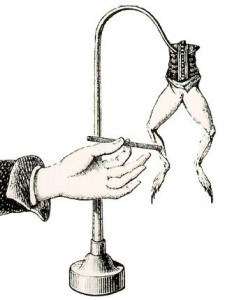 Ζωικός ηλεκτρισμός