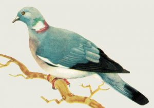 Ταχυδρομικά περιστέρια