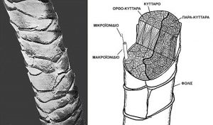 Πρώτες ύλες